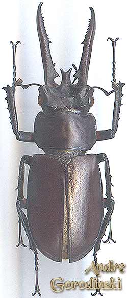 http://www.gorodinski.ru/lucanidae/Lucanus hermani.jpg